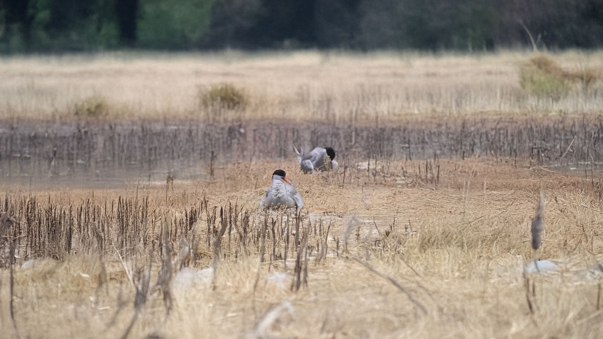 البيئة البحرية في دول مجلس التعاون