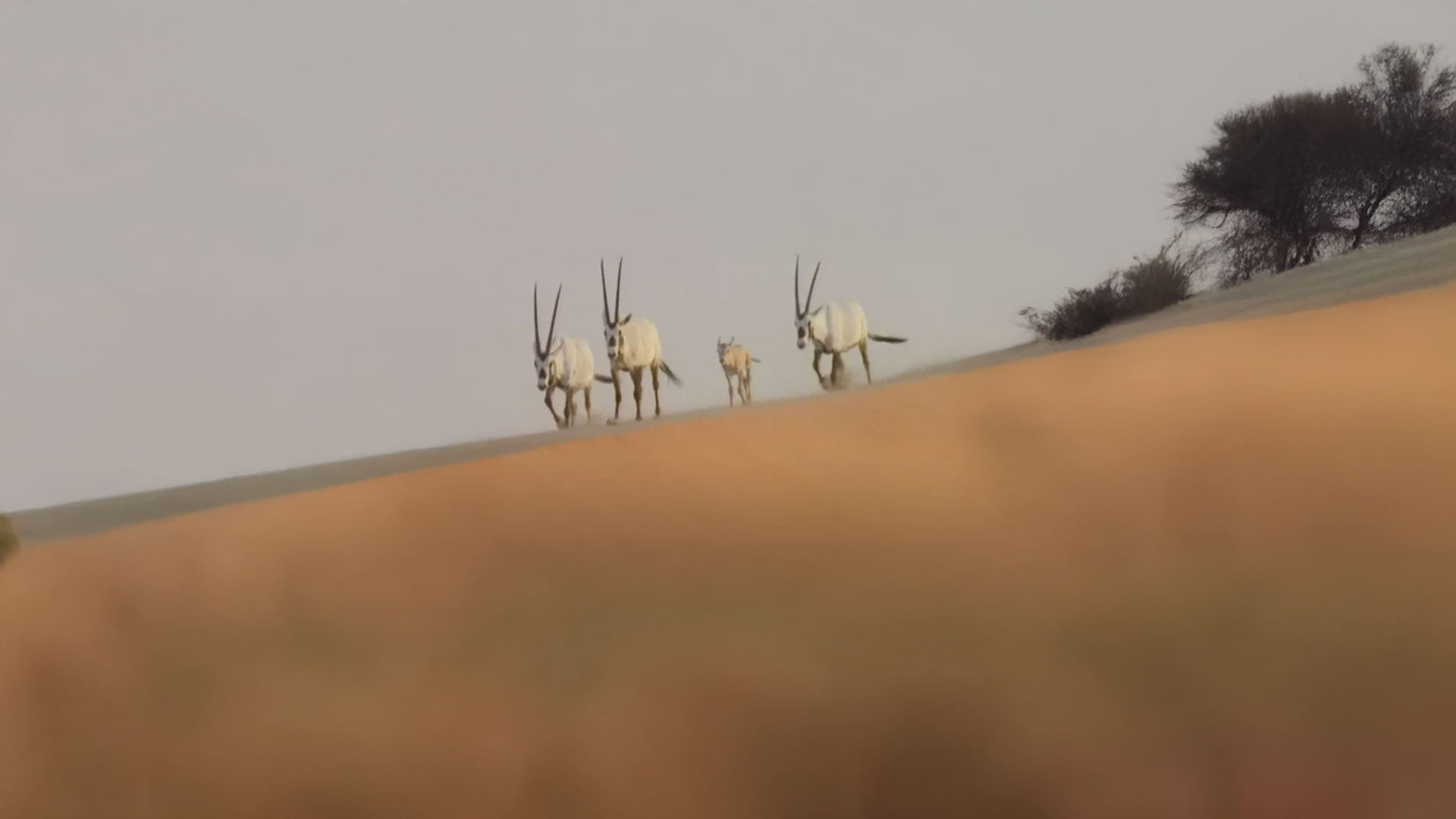 التحول الكبير